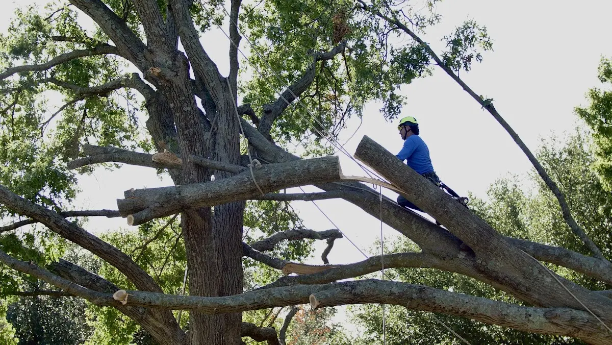 Professional Hazardous Tree Removal performed by certified arborists in Cooleemee