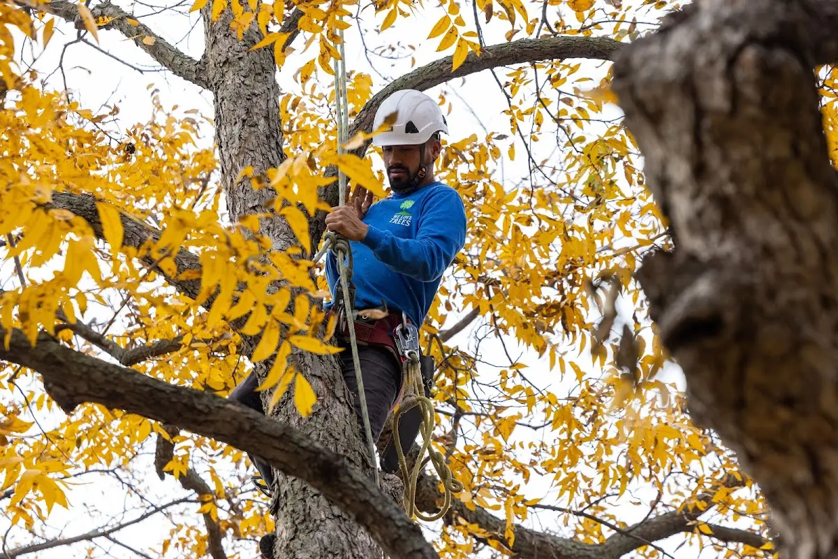 Skilled Tree Trimming crew working in Cooleemee